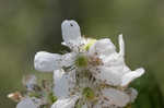 Northern dewberry